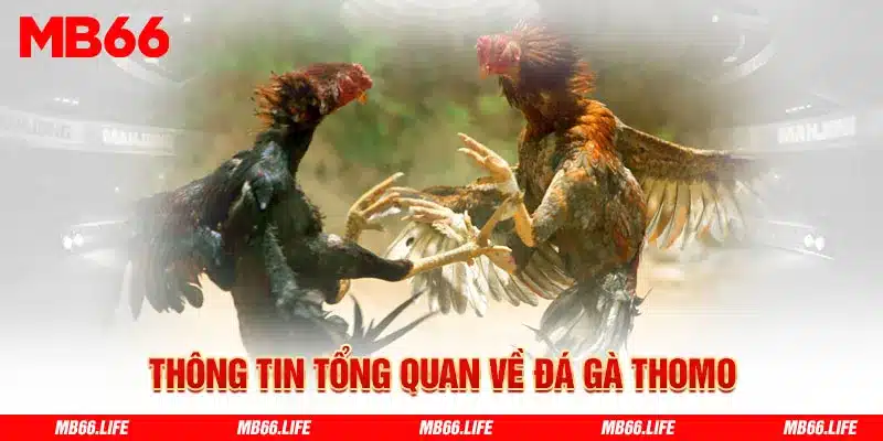 Tìm hiểu thông tin tổng quan về đá gà Thomo 