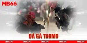 Đá gà thomo