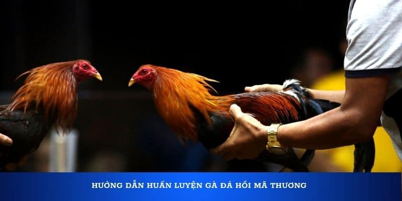 Hướng dẫn huấn luyện gà đá hồi mã thương